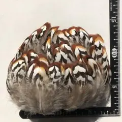 Item thumbnail for item ad8d13d1-2df2-431b-af54-c05271bfb760