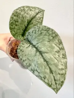 2026年最新】Scindapsusの人気アイテム - メルカリ