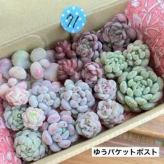 71 多肉植物　多肉弁当　詰め合わせ　寄せ植え　セット　カット苗　韓国苗　つぶ