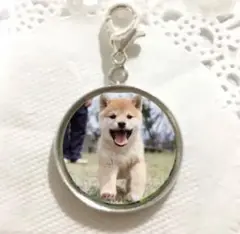 可愛い柴犬 子犬シリーズ チャーム