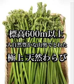 【極上】岐阜県産 天然わらび500g 標高600m以上の山奥で収穫　蕨　山菜のサムネイル