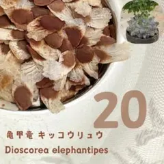 大城様 リクエスト 4点 まとめ商品