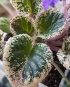 yunyun様 リクエスト 2点 まとめ商品