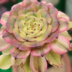 アエオニウム 雨荷（2代） 法師錦 多肉植物 抜き苗 - メルカリ