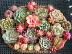 【月曜正午終了】錦入り訳あり小さめカット苗④★エケベリア★多肉植物寄せ植えセット