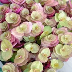 さくちゃん様 リクエスト 2点 まとめ商品