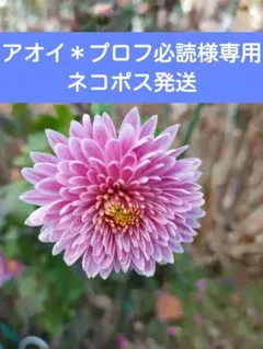 アオイ＊プロフ必読様専用　ネコポス発送　寒菊　白ピンク　菊　苗　中輪