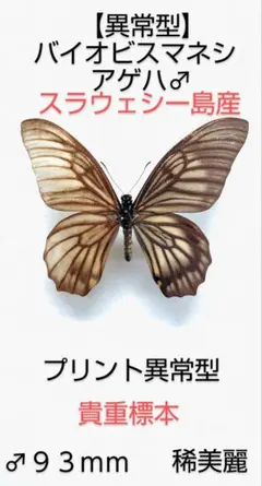 週末価格‼️ヒイロツマベニチョウ♂異常型標本★アンボン島産★稀異常型美麗 軽微色彩異常】ヒイロツマベニチョウ♂♀標本☆ブル島産☆ 97mm美麗