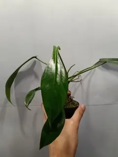 2025年最新】フィロデンドロン ジョーピーの人気アイテム - メルカリ