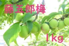 最終出荷！藤五郎梅9kg　新潟県産　10,400円（送料込） 最終出荷！藤五郎梅900g 新潟県産 1,480円（送料込） - メルカリ