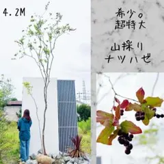 超絶品。山採りアオダモ本株立ち3.9M(鉢底から)◎美斑紋 - メルカリ