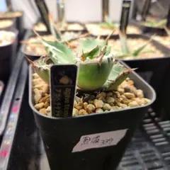 モンキー様 リクエスト 2点 まとめ商品