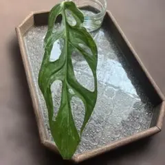 12/観葉植物　モンステラ　斑入りマドカズラ　カット苗のサムネイル