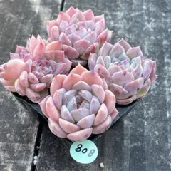 Miou☆様 リクエスト 2点 まとめ商品