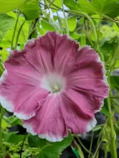 ルーシェス様 リクエスト 7点 まとめ商品