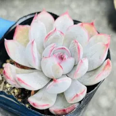 茶坊主様 リクエスト 2点 まとめ商品