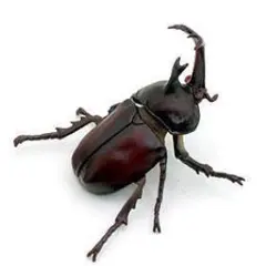 原色日本昆虫図鑑I カブトムシ 新品未開封のサムネイル
