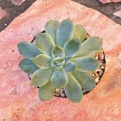 2025年最新】ミックスベリア 円の人気アイテム - メルカリ