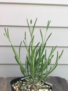 atom様 リクエスト 2点 まとめ商品