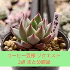コーヒー豆様 リクエスト 3点 まとめ商品