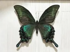 夏 最安値★様 リクエスト 2点 まとめ商品