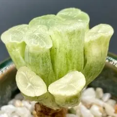 ☆☆万象交配錦＊群生＊ハオルチア＊錦☆☆ 多肉植物：ハオルチア 万象錦*幅6.8cm 現品！一品限り ※斑入り