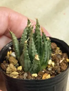 2026年最新】ハオルチア 原種の人気アイテム - メルカリ