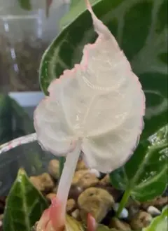 安*品様 Anthurium pinkveil - メルカリ