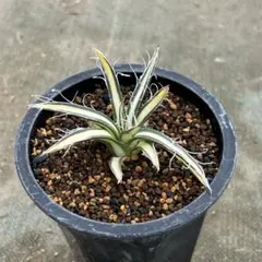 2026年最新】アガベ乱れ雪錦の人気アイテム - メルカリ