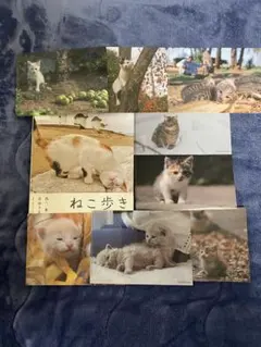 写真文庫 こねこ岩合さんの直筆サイン入り - メルカリ