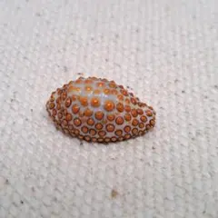 Mikanて様 リクエスト 2点 まとめ商品