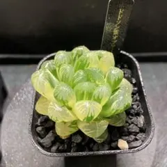 2026年最新】紫オブツーサ錦の人気アイテム - メルカリ