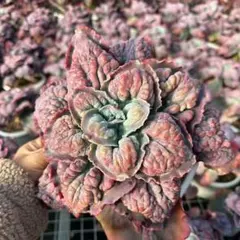 m841様 リクエスト 2点 まとめ商品