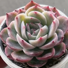 2026年最新】エレガンス 多肉の人気アイテム - メルカリ