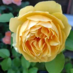 バンブー2532様 リクエスト 2点 まとめ商品