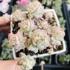 速達　moa様 リクエスト 2点 まとめ商品