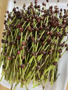 ねえやん様専用　500g