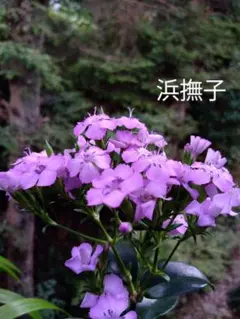 ゆかちゃんパパ様 リクエスト 2点 まとめ商品