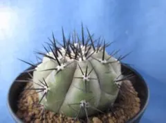 2025年最新】黒王丸 実生の人気アイテム - メルカリ