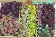 多肉植物 セダム カット苗詰め合わせ