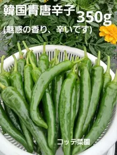 韓国青唐辛子 (青唐辛子)　350g (旨辛、魅惑の香り)　オマケありのサムネイル