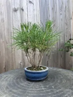 盆栽 松 寄せ植えのサムネイル