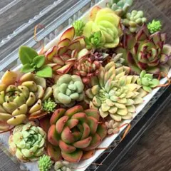 NEW❗️ 【レア種】女雛錦入り　大苗入り　多肉植物詰め合わせ　カット苗多肉弁当❣️