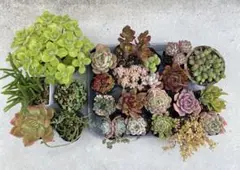 宅急便ドロサンテマムダスティローズ超大量多種多肉植物セット抜き苗