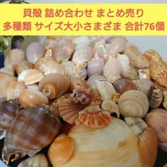 2026年最新】貝殻 まとめ売りの人気アイテム - メルカリ