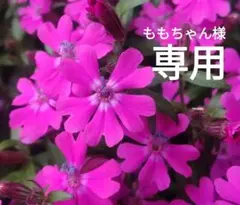 ももちゃん様 リクエスト 4点 まとめ商品