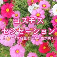 【お花の種】コスモス☆センセーション 混色種子 約500粒！
