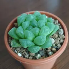 多肉植物　ハオルチア　オブツーサ②c