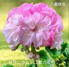 ゼラニウム苗 ゼラニウム : 二度ざくらのサムネイル