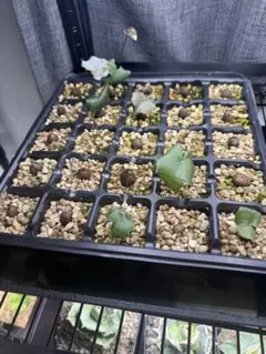 2026年最新】亀甲竜 植物の人気アイテム - メルカリ